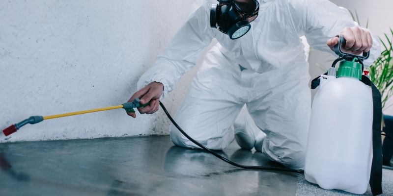 Como é Feita a Dedetização de Baratas em Campina Grande: Conheça 6 Métodos Como é feita a dedetização de baratas em Campina Grande