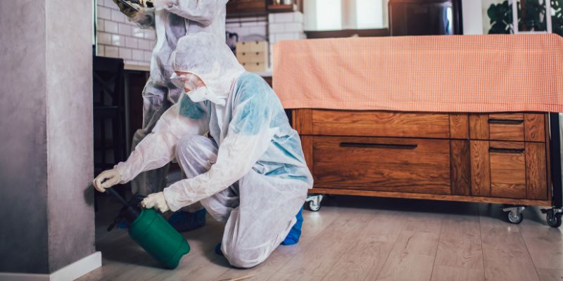 Dedetização em Apartamento Como Funciona em Campina Grande: Confira 4 Passos